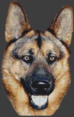 Spirit - German Shepherd